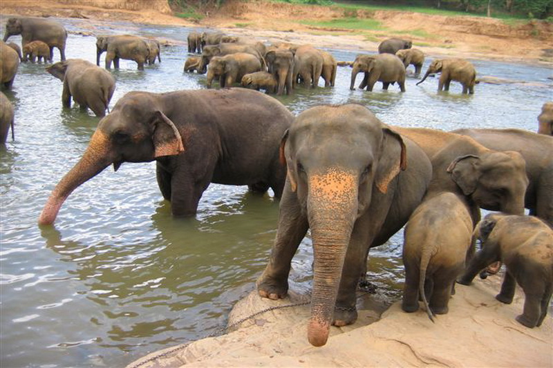 Sri Lanka, Pinnawela Elephant Orphanage